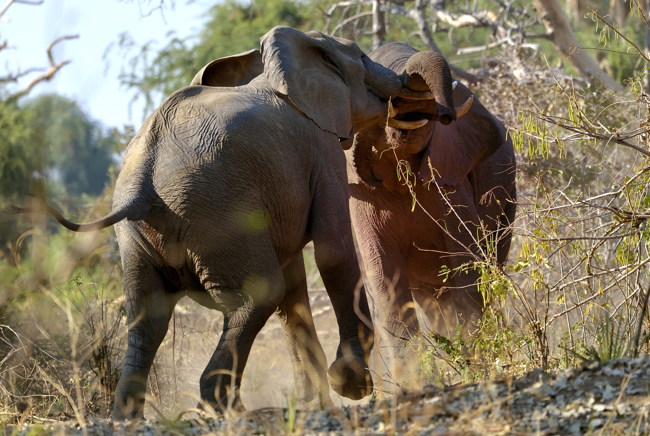 Zambia 2015 - Confronti ravvicinati