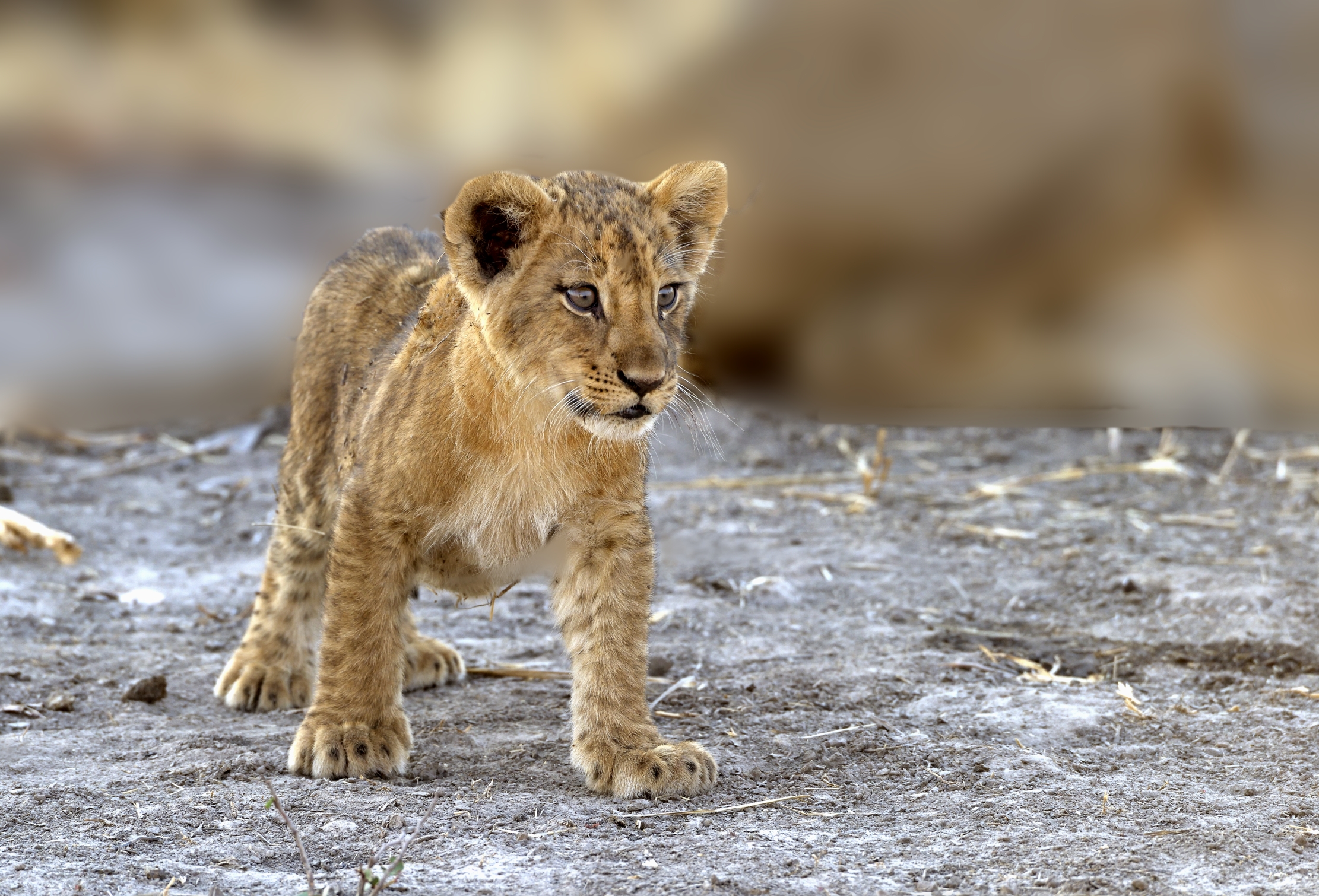 Zambia 2015 - Cucciolo