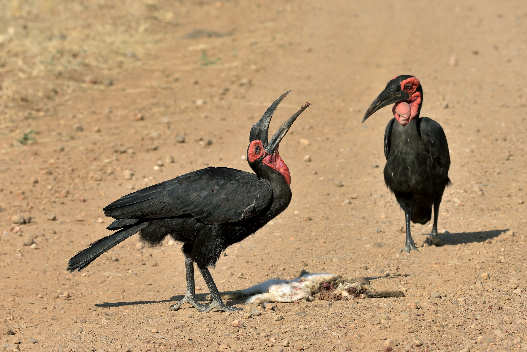 Zambia 2015 - Buceri di terra con preda