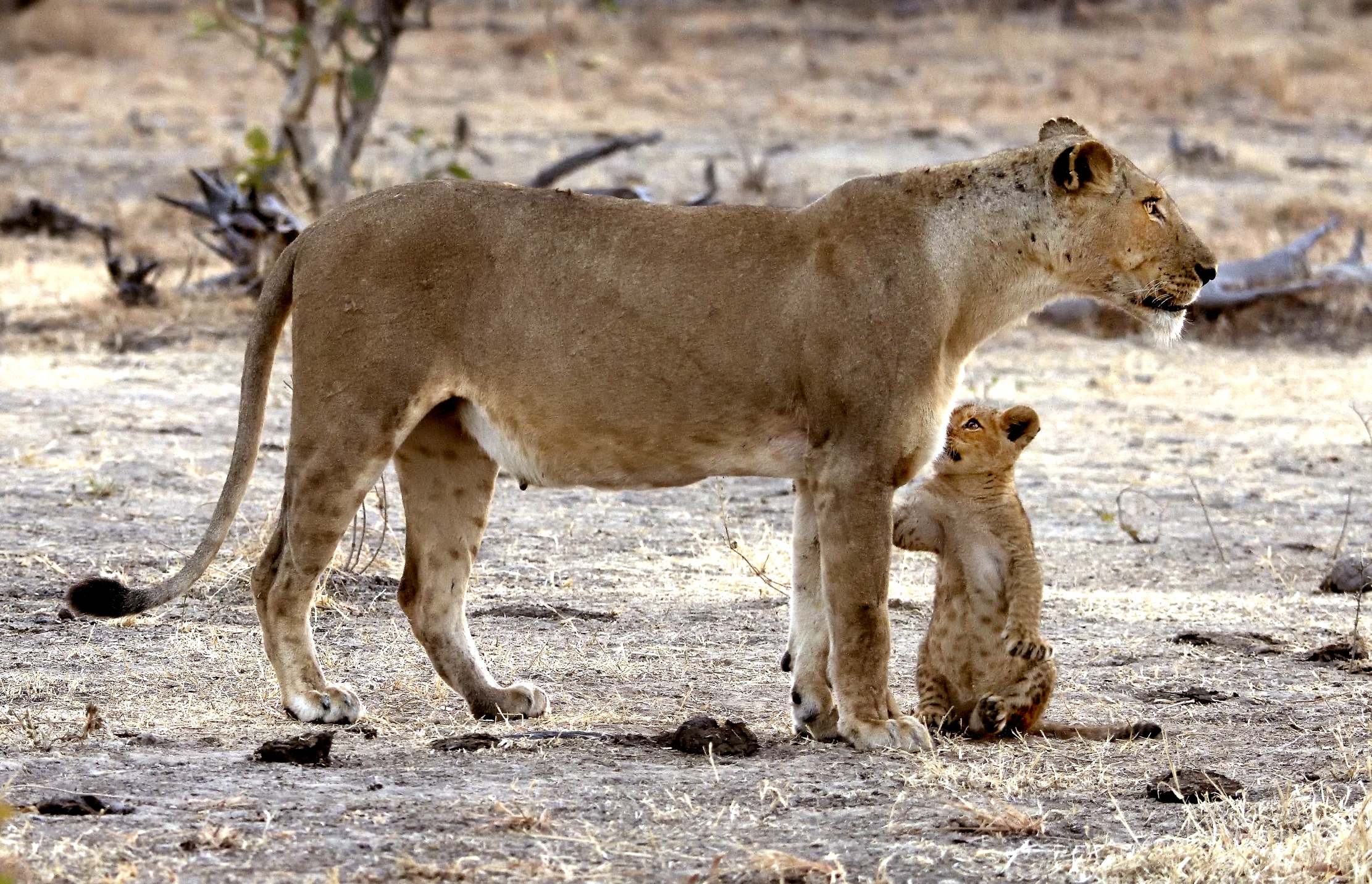 Zambia 2015 - Mi senti??!