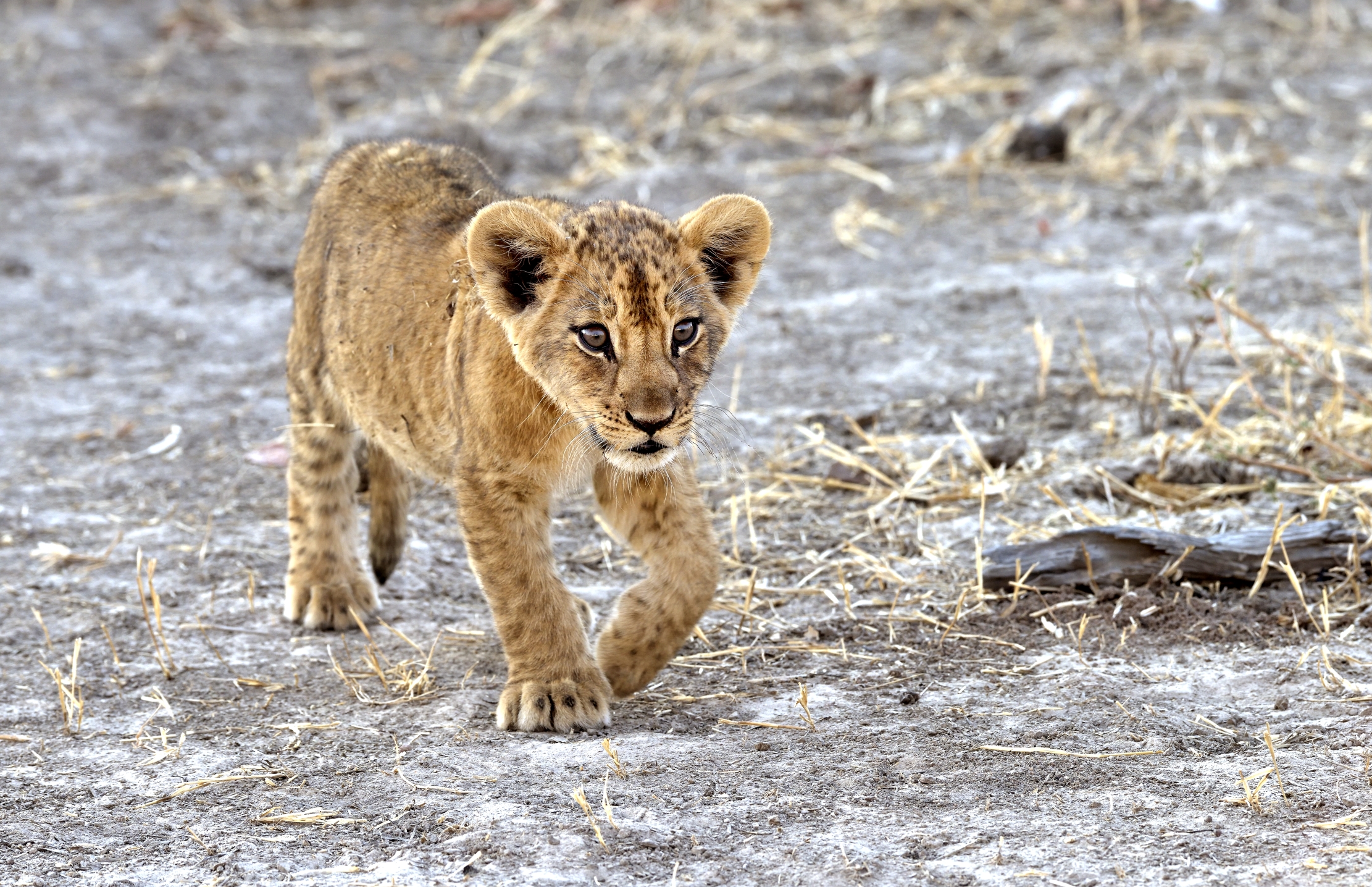 Zambia 2015 - Cucciolo