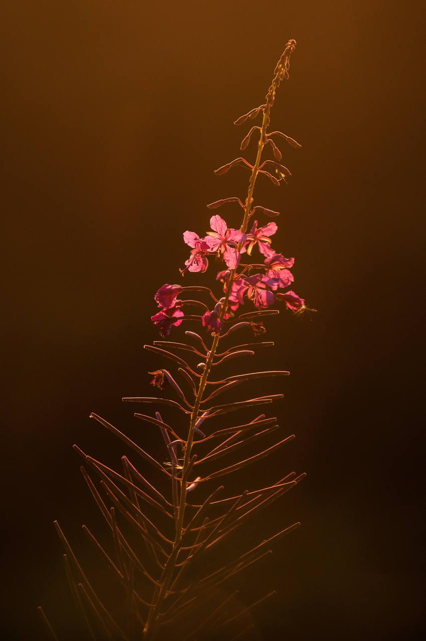 Portrait of a flower