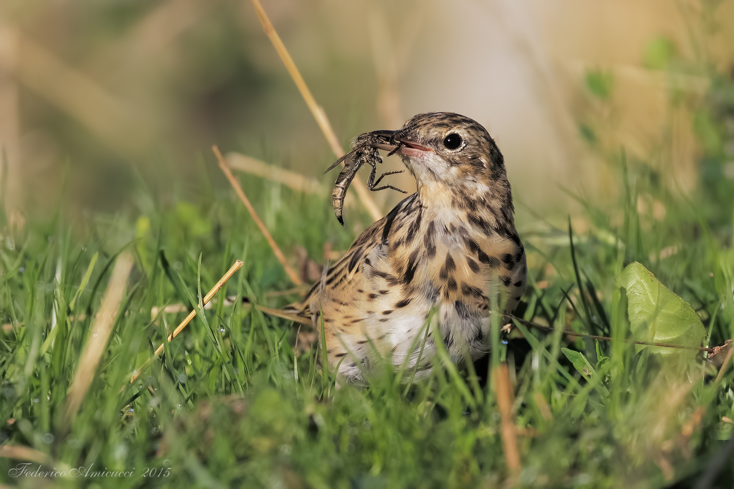 Prispolone con preda