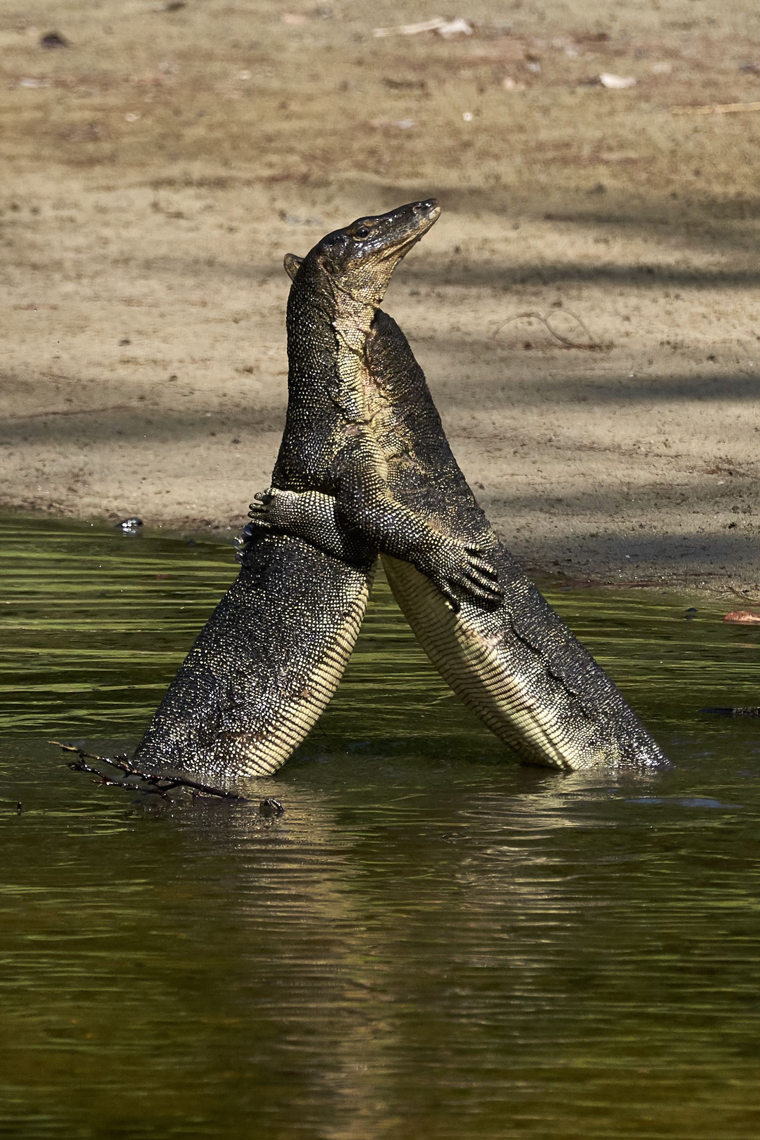Mating monitor lizards