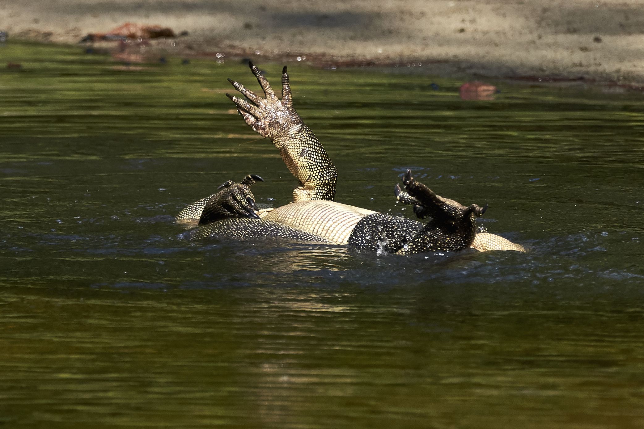 Mating monitor lizards
