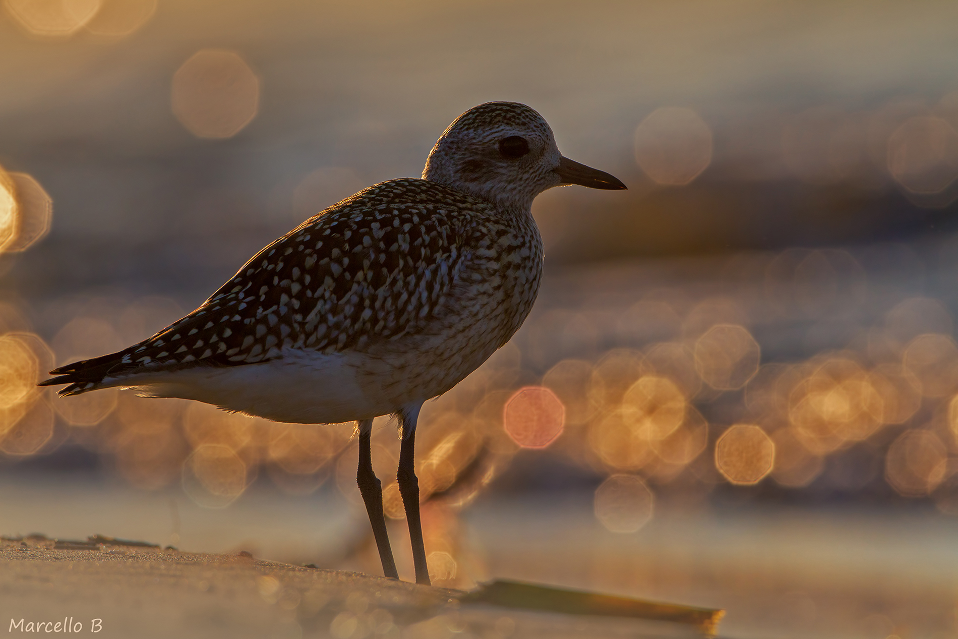 The last light -Pivieressa.