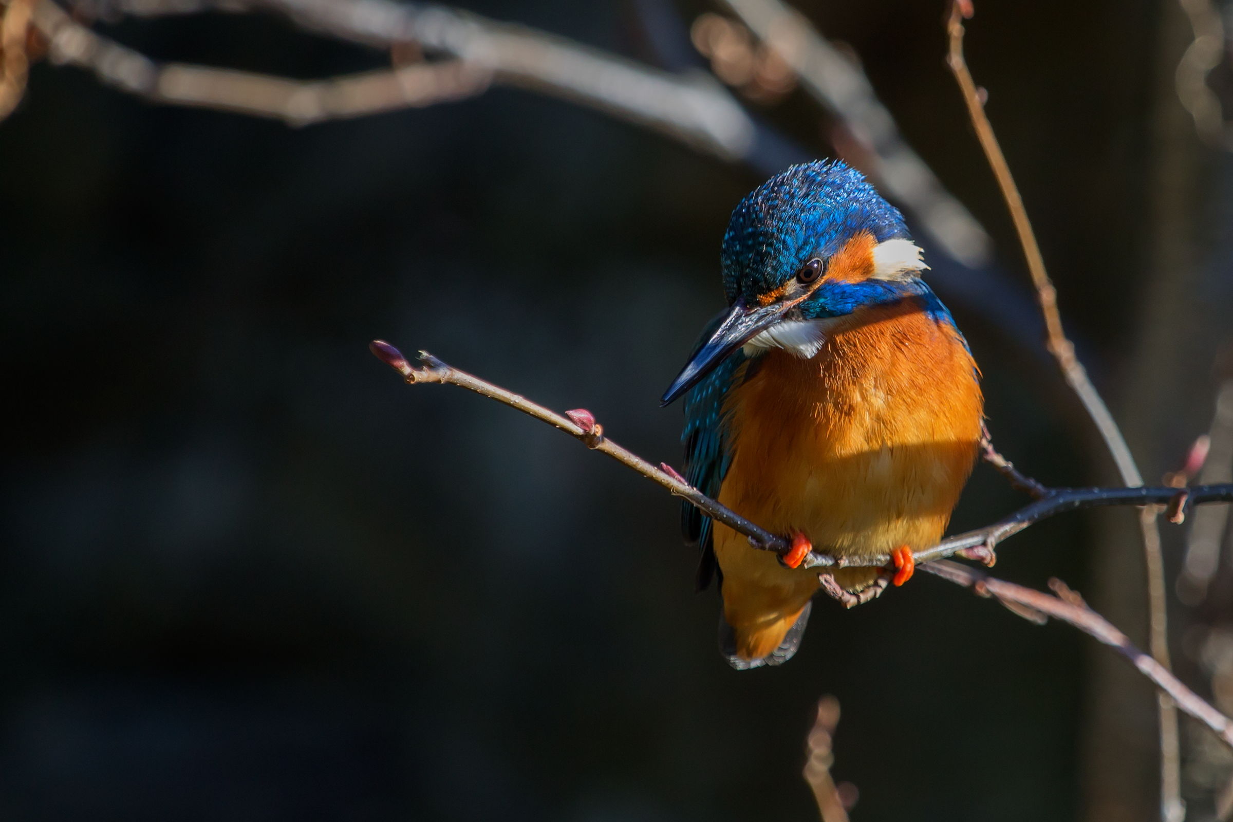 Kingfisher