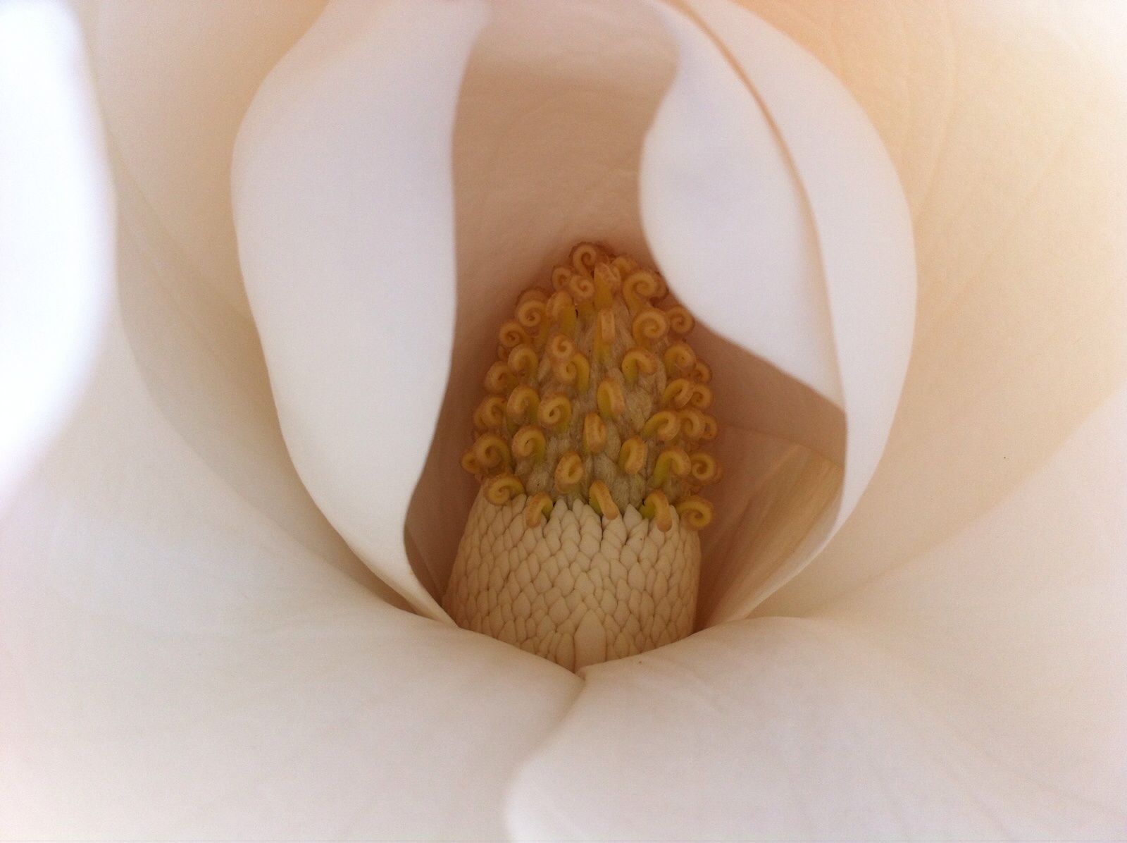 Heart of magnolia
