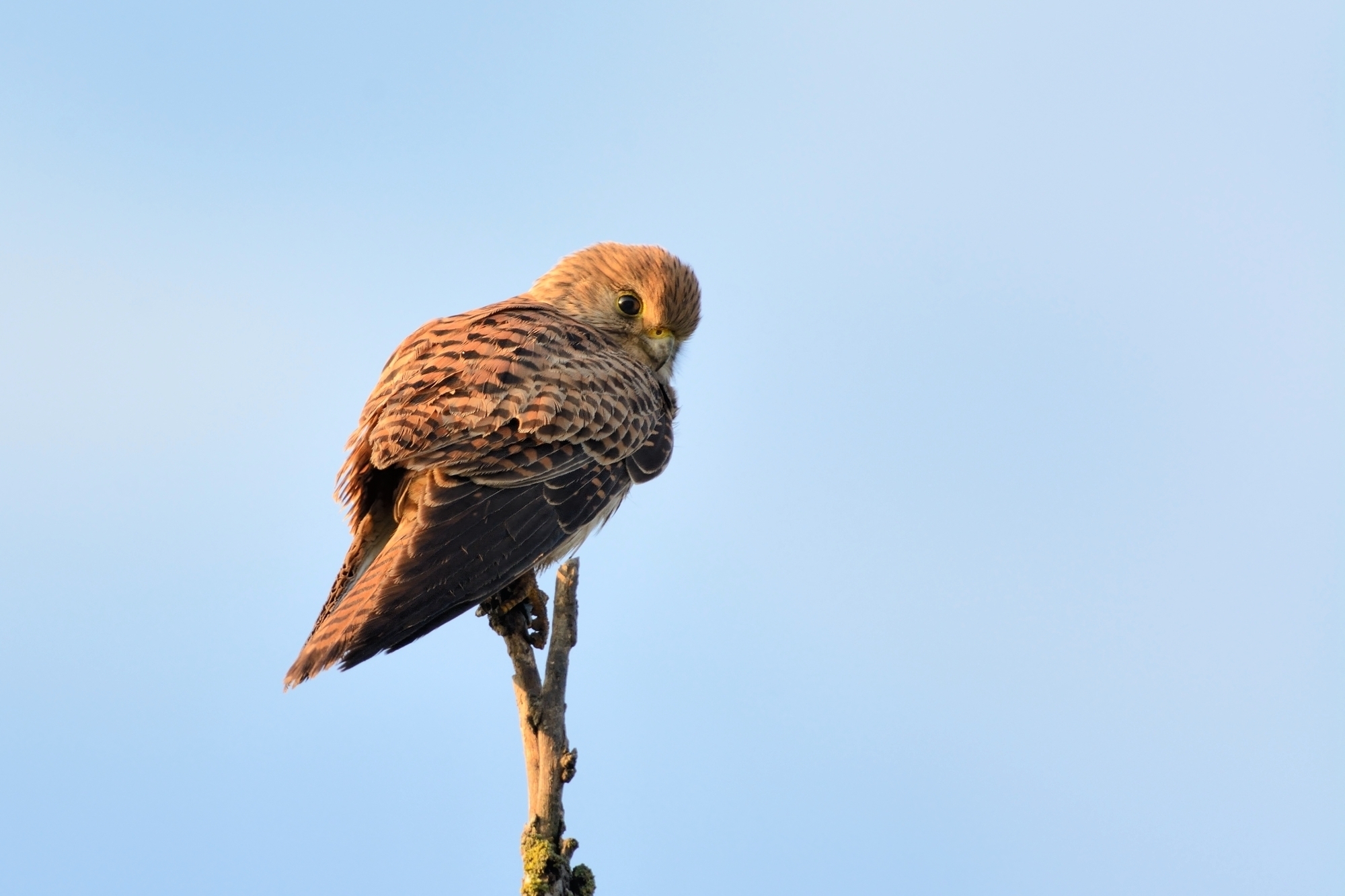 Kestrel female.