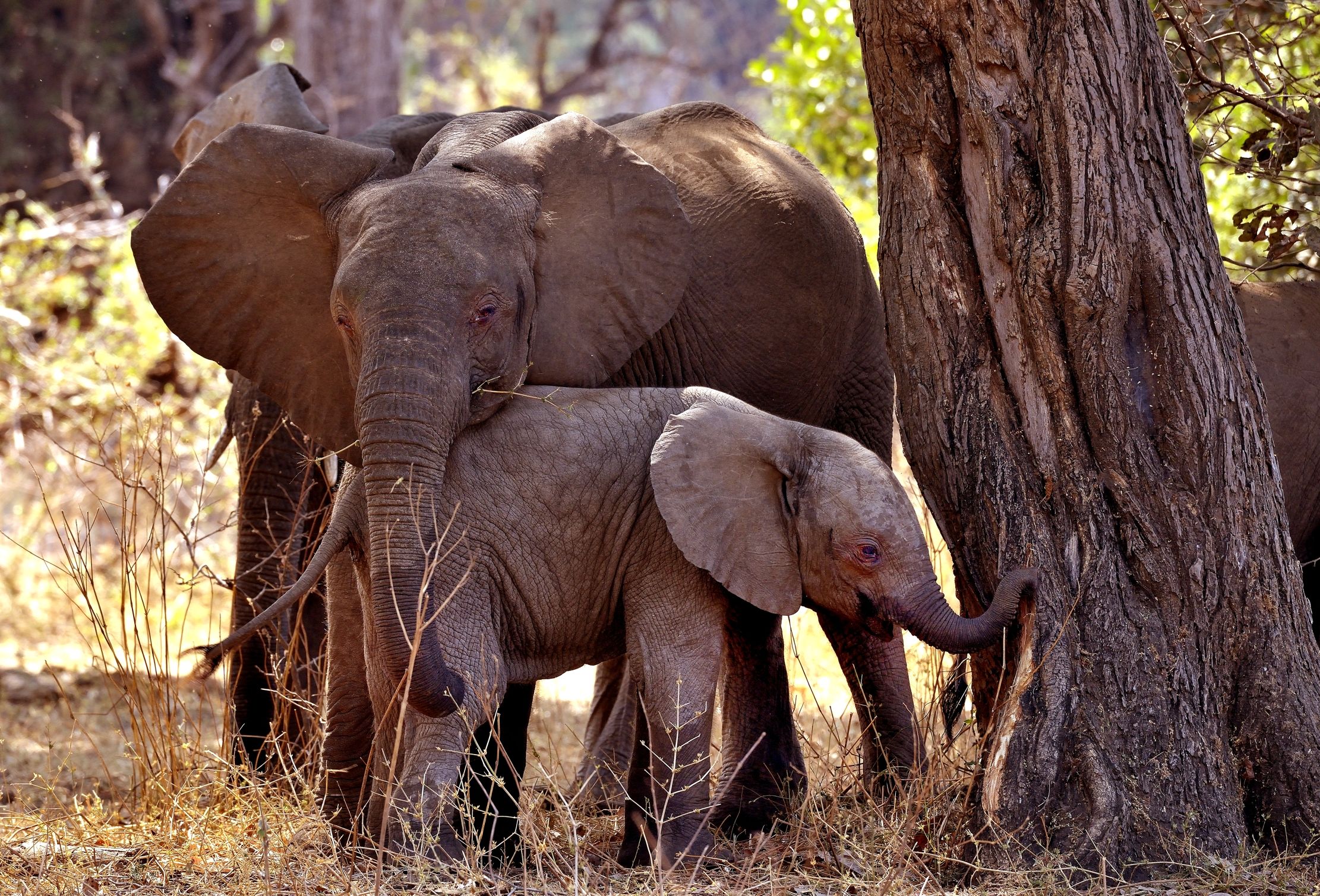 Zambia 2015 - Protezione