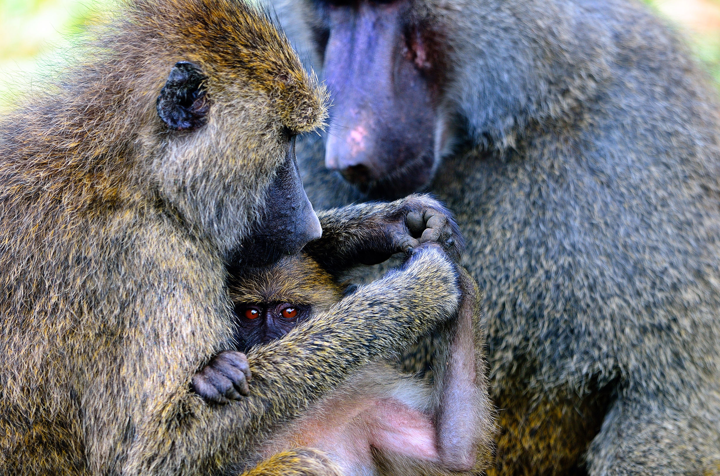 famiglia di babbuini