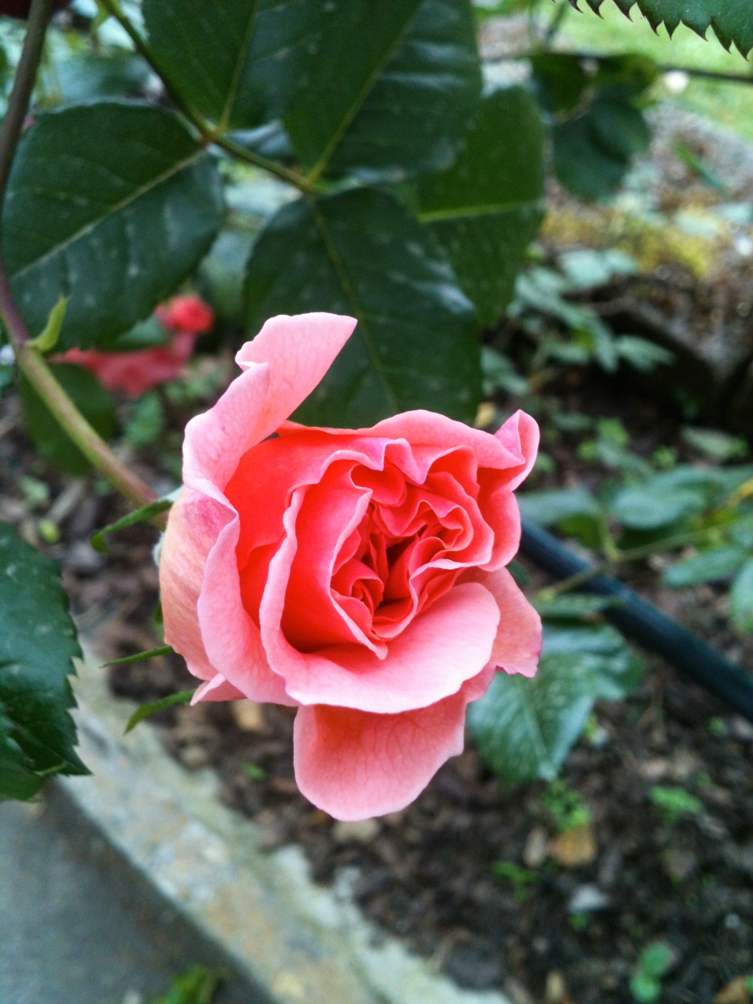 rosa