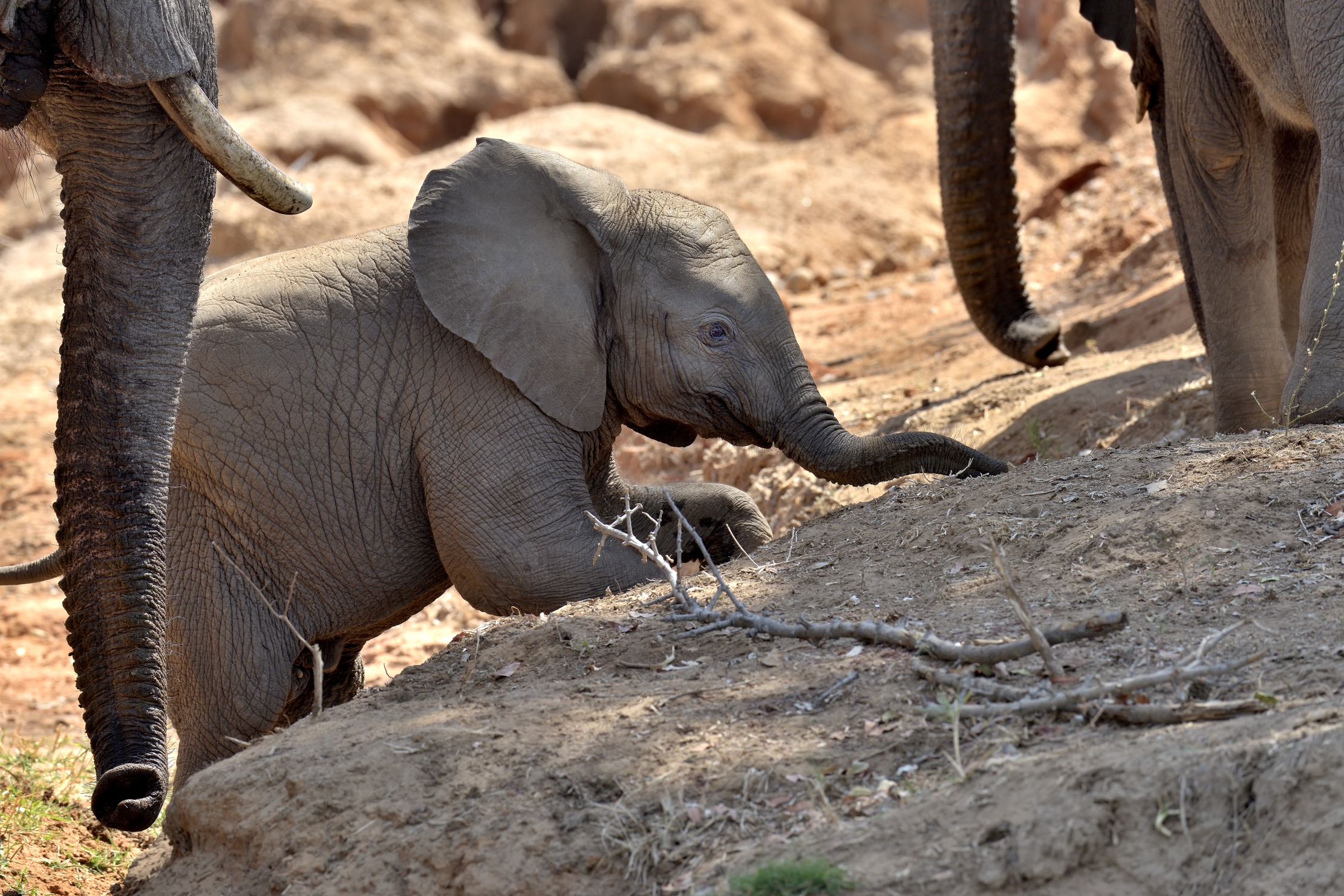 Zambia 2015 - Cucciolo