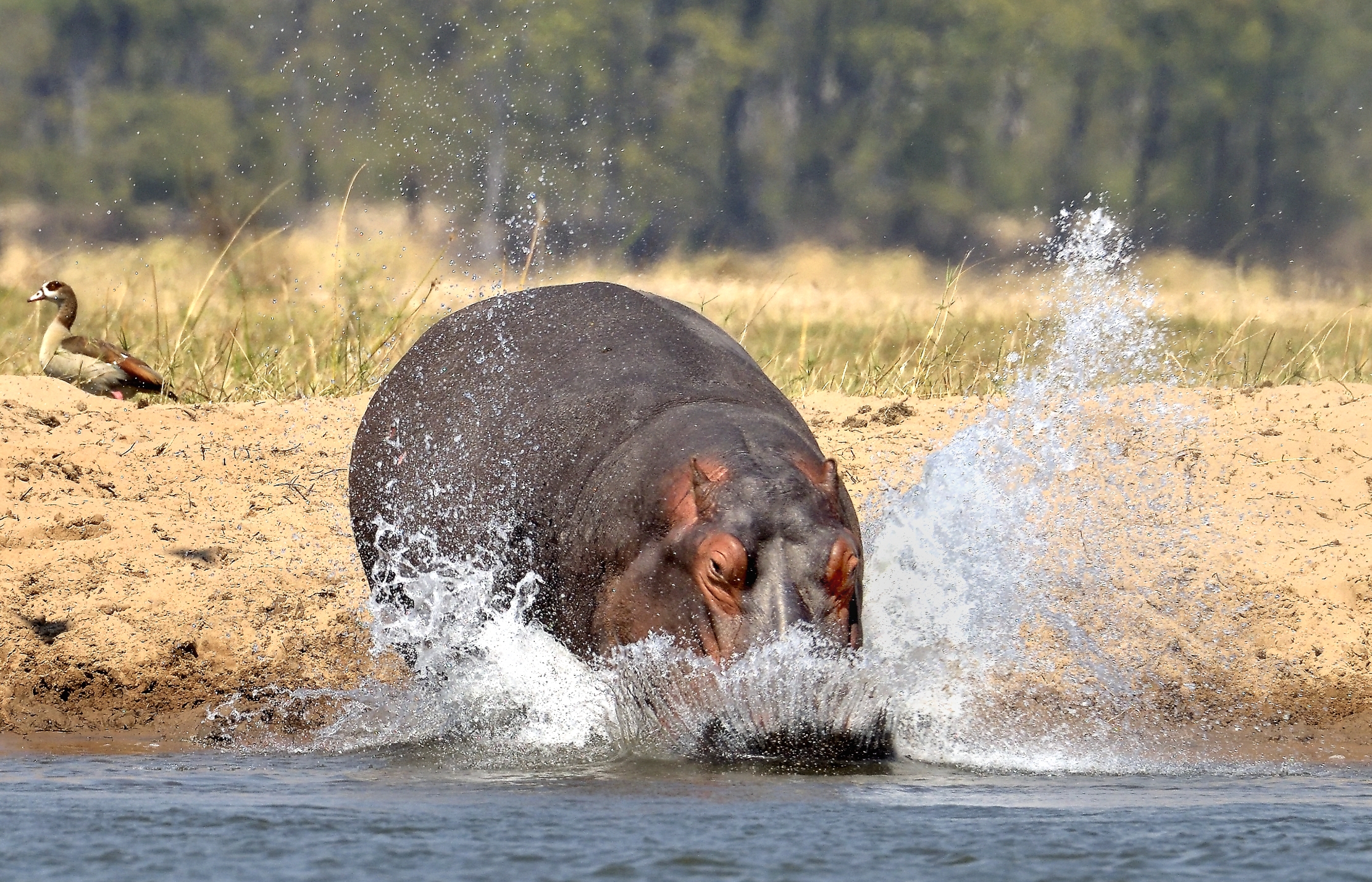 Zambia 2015 - Il tuffo