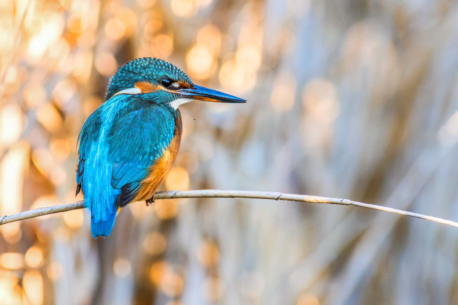 kingfisher
