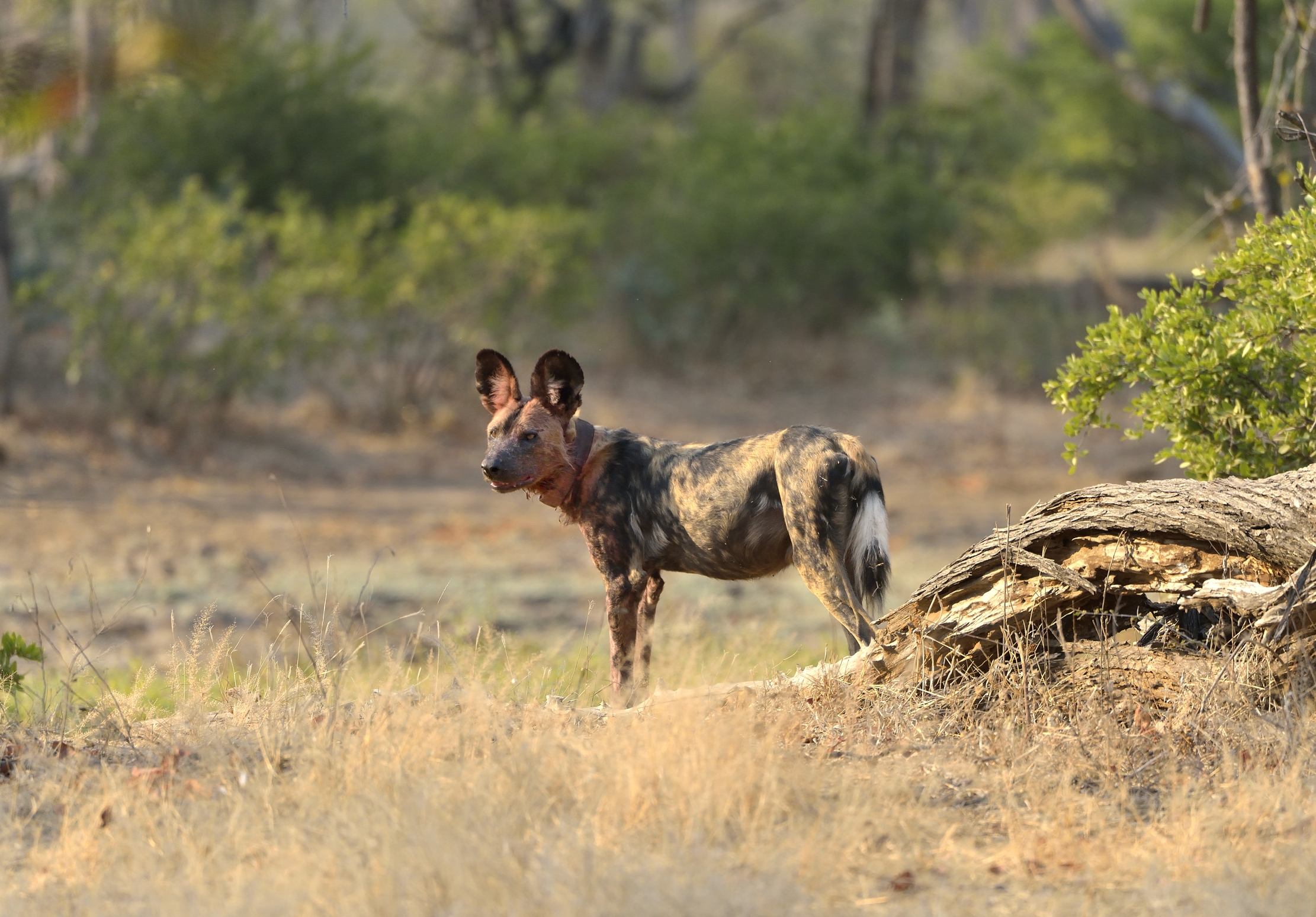 Zimbawe 2015 - Incontro inaspettato