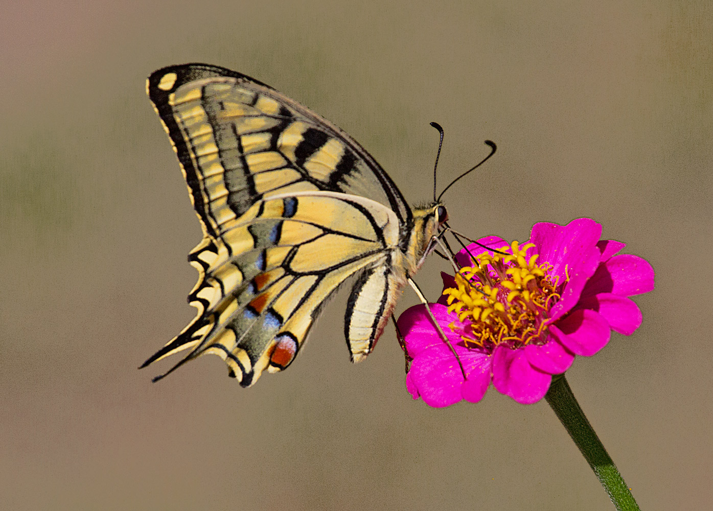 Podalirius to Ilovik