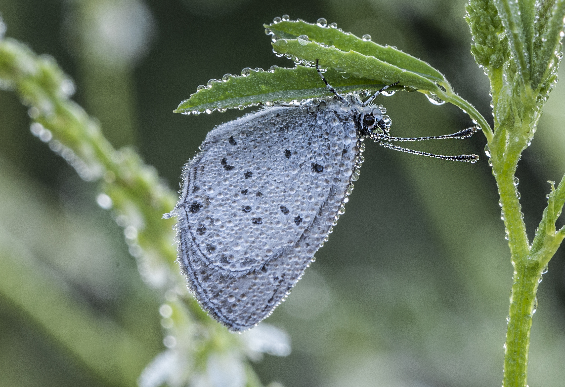 Butterfly with dew