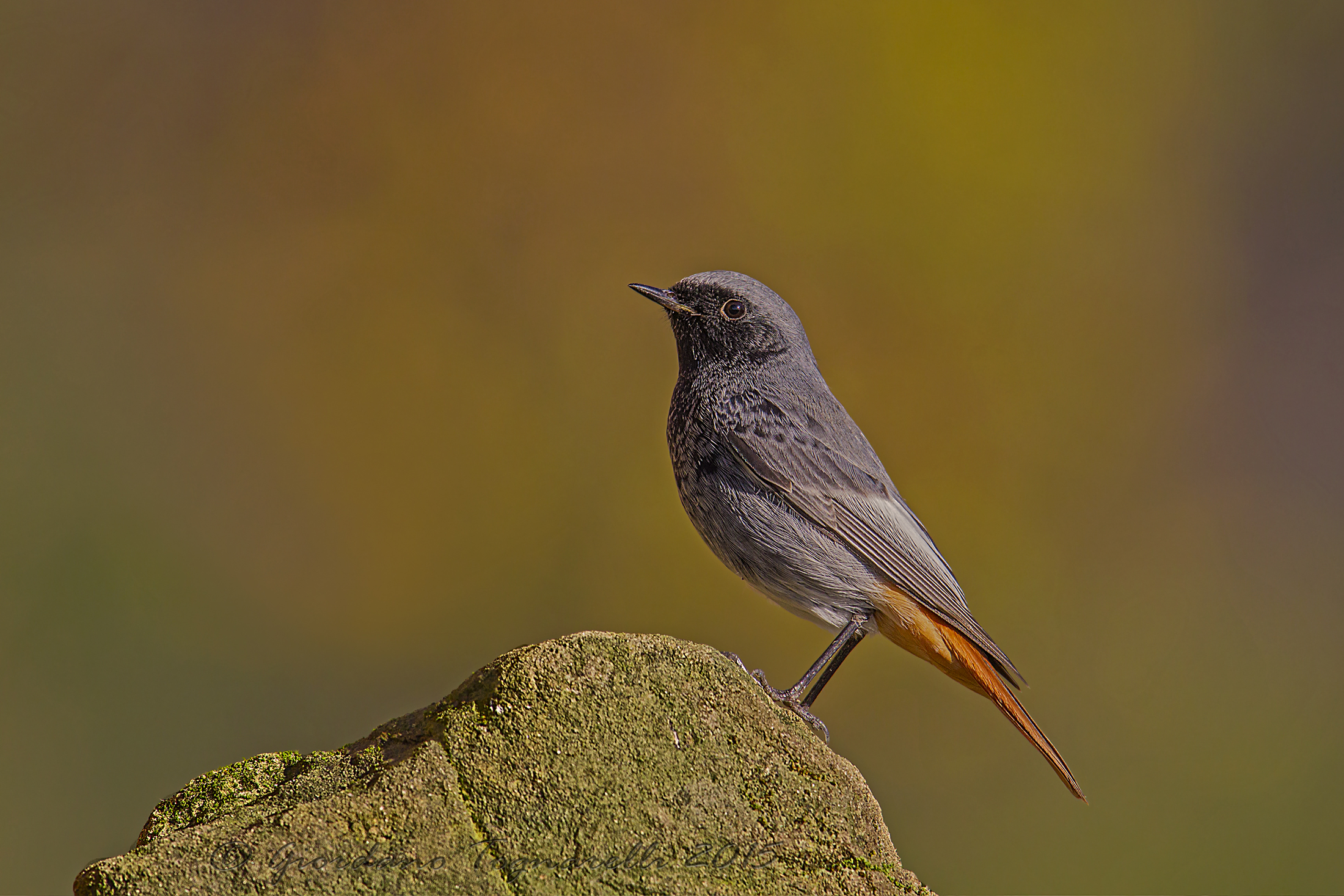 Black redstart
