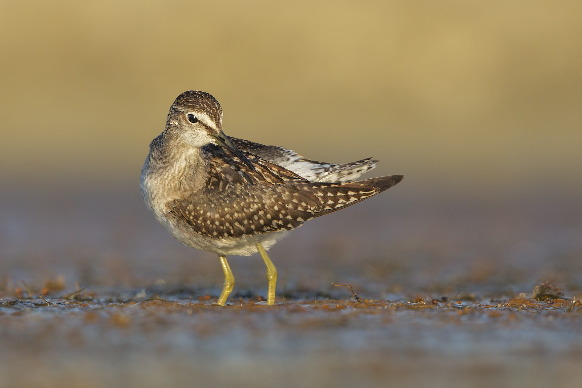 Piro piro boschereccio