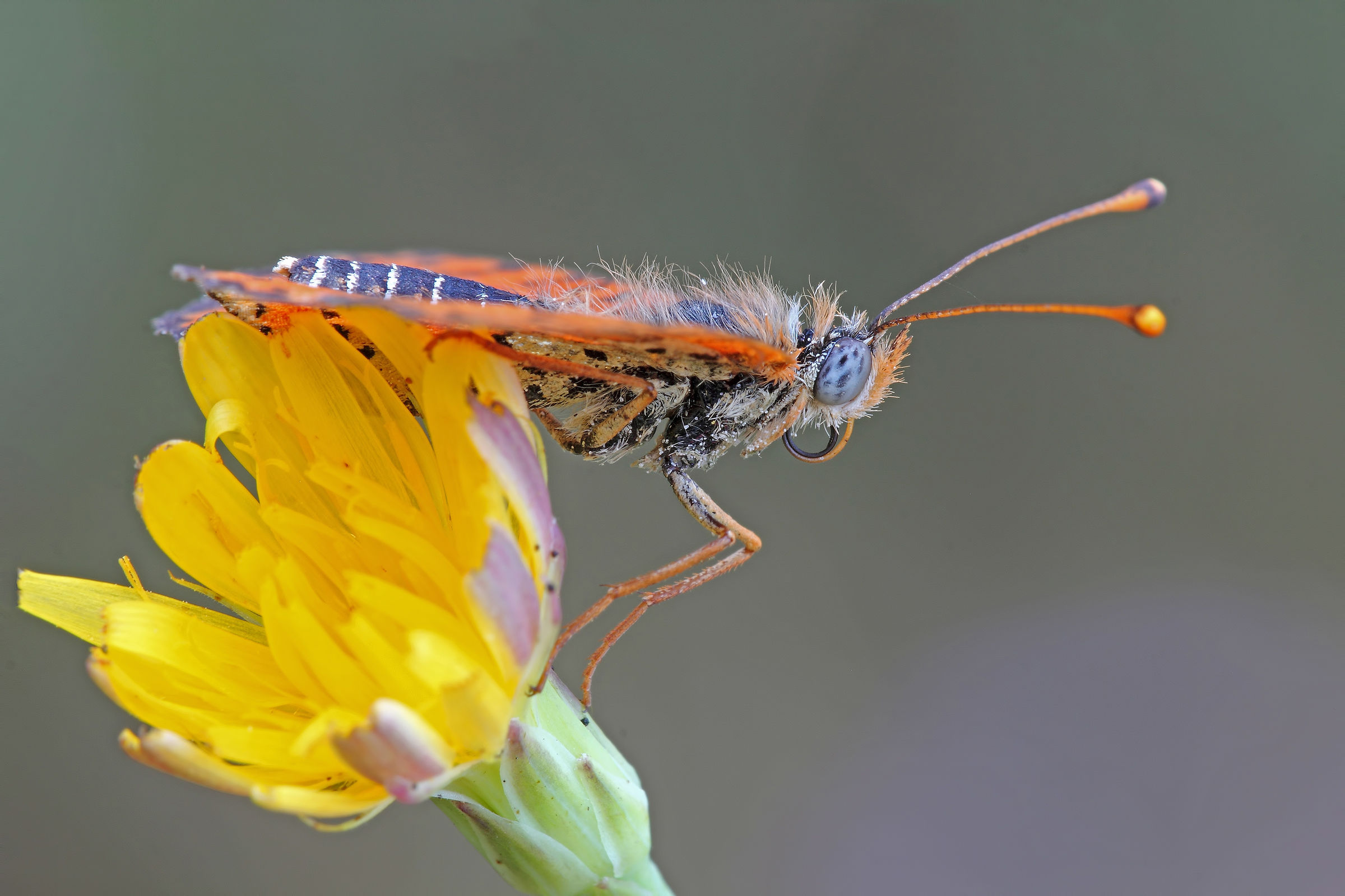E perchè no.....anche di profilo !!!