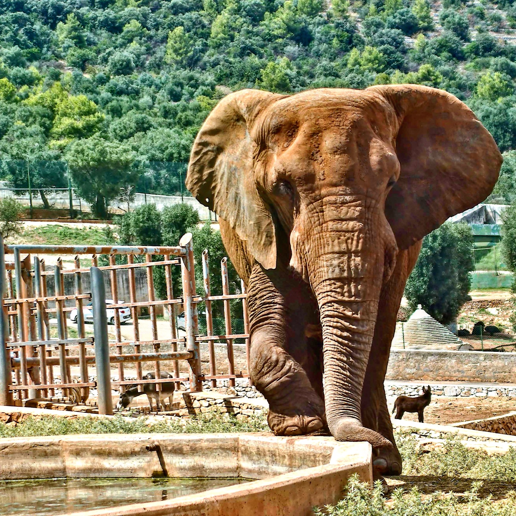 Elefante in posa