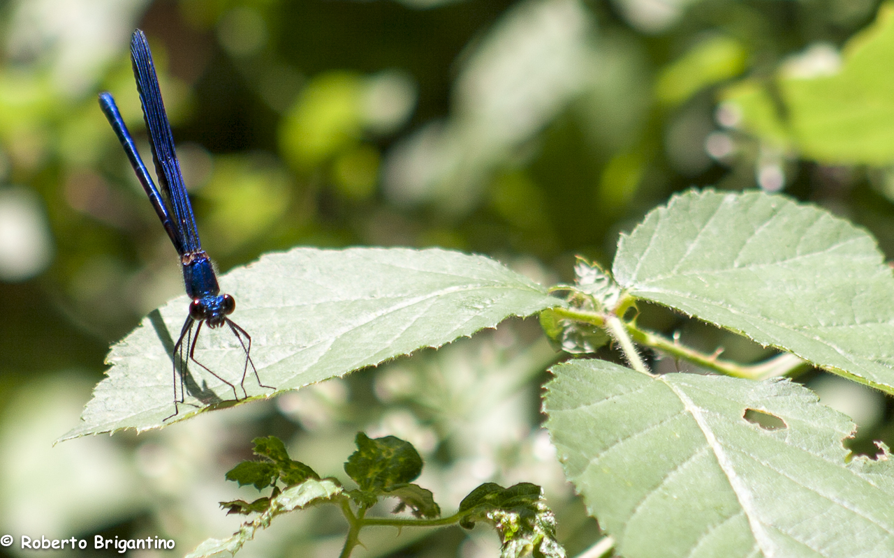 Libelulla Blue