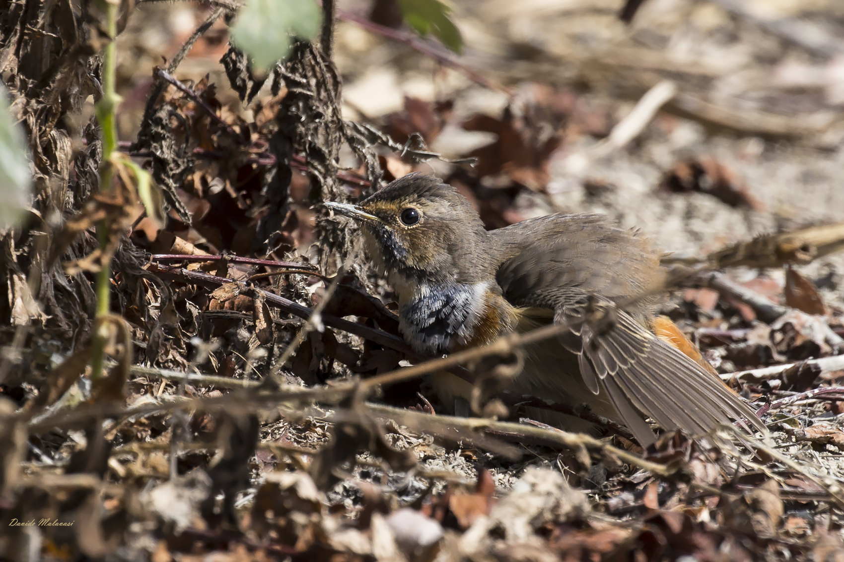 bagnetto nella polvere del Pettazzurro