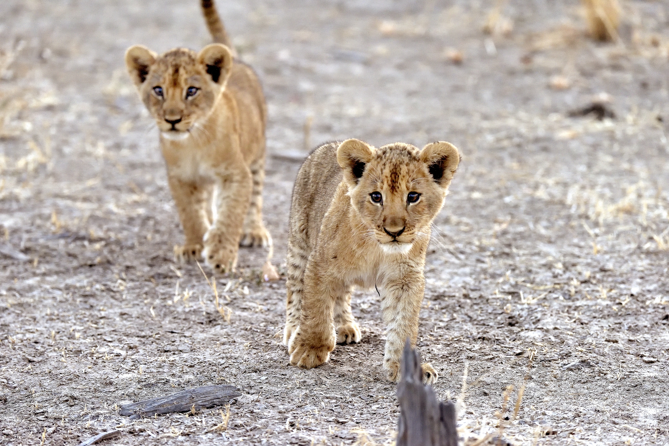 Zambia 2015 - Cuccioli