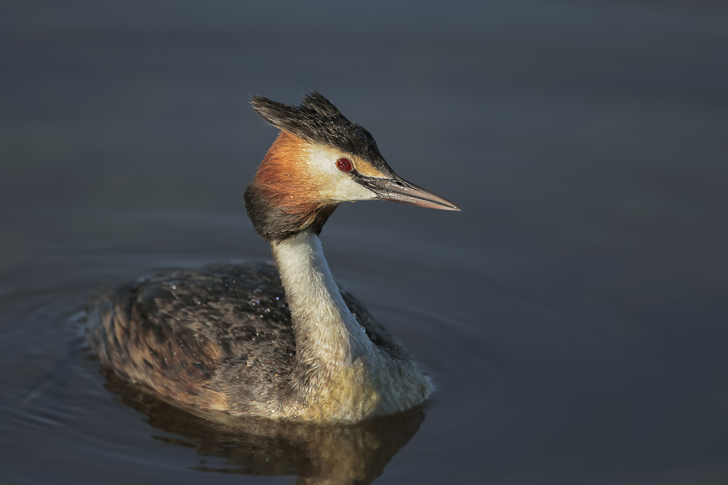 grebe