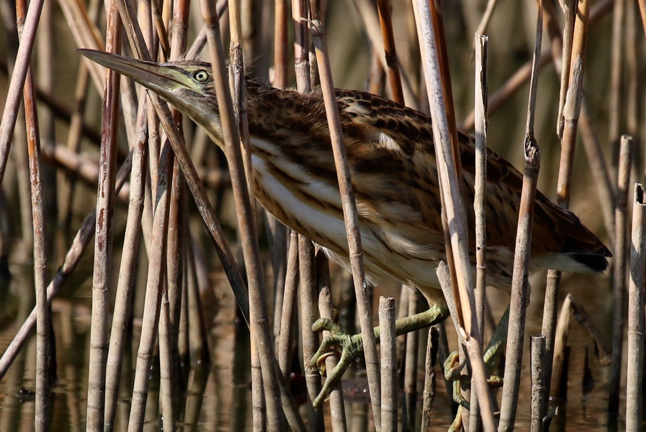 Bittern