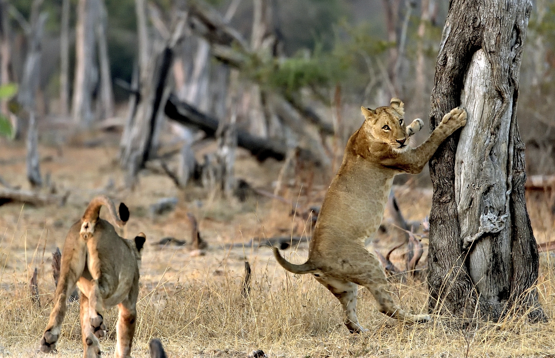 Zambia 2015 - Cuccioloni