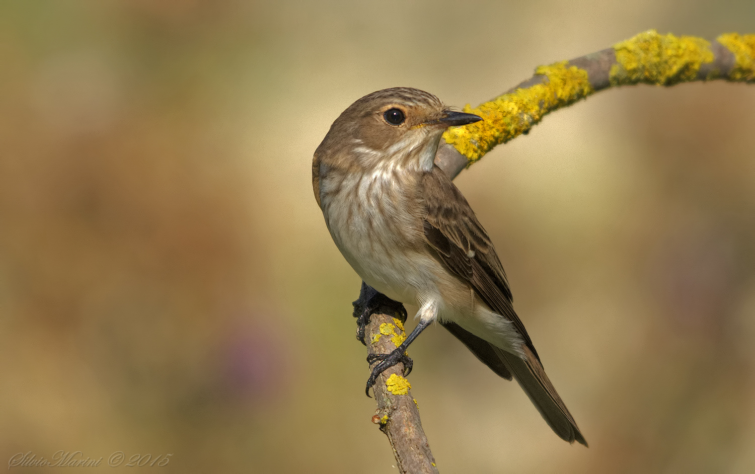 Pigliamosche (Muscicapa striata)