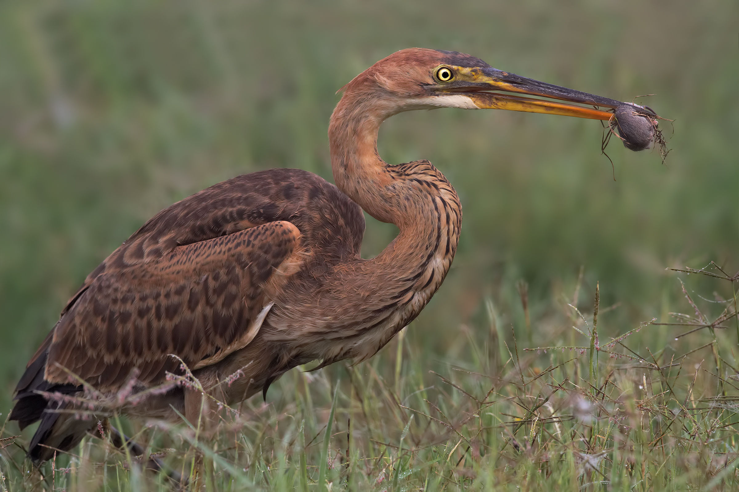 Purple Heron and Purple Heron & Common Vole Vole