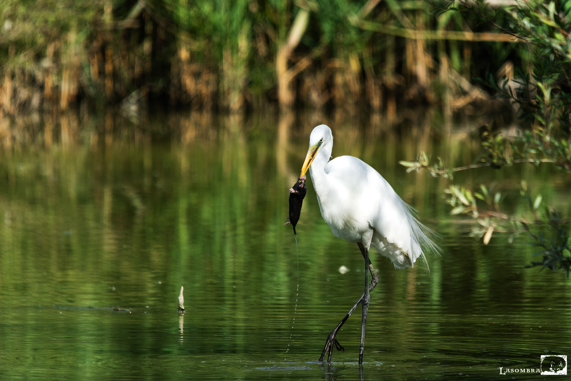 Airone con preda (talpa)