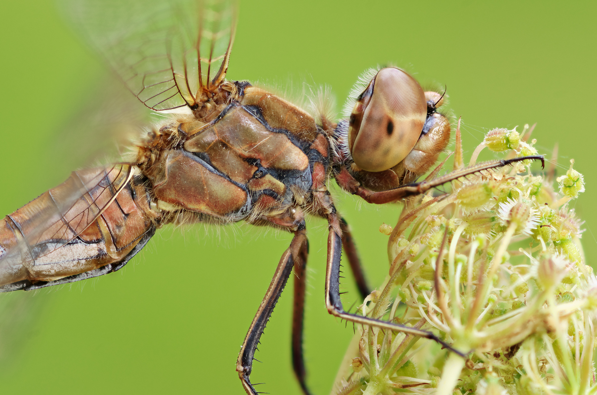 Sympetrum vulgatum
