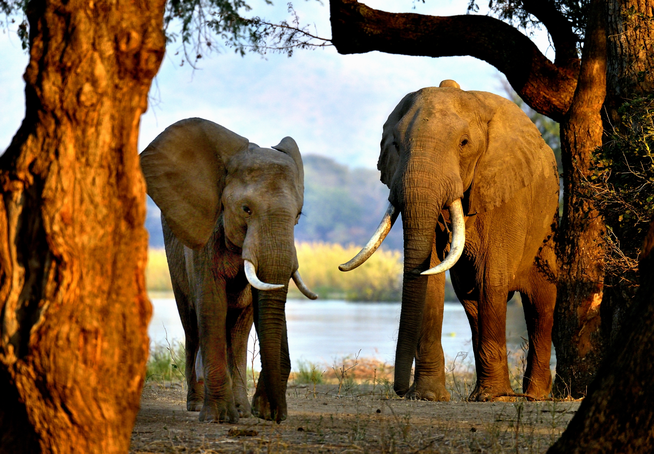 Zimbawe 2015 - Boswell e un suo amico