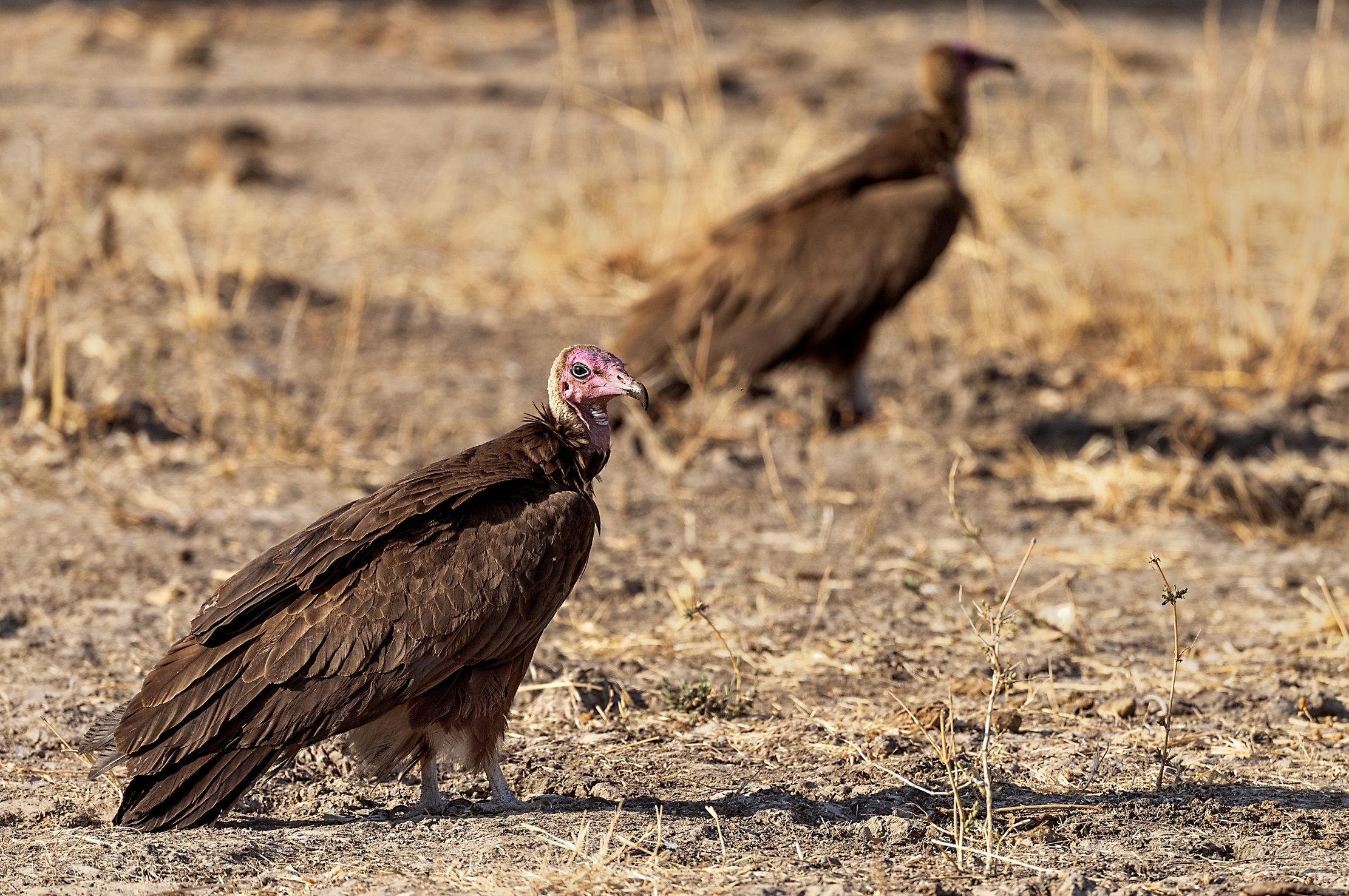 Zambia 2015 - Avvoltoi