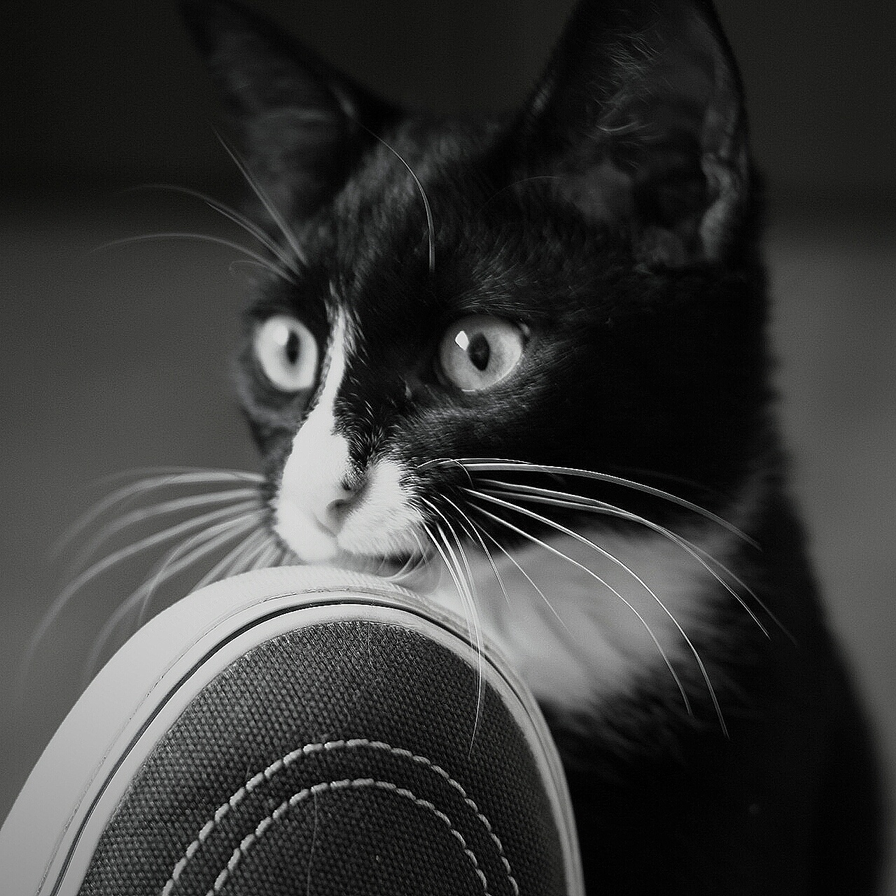 I'm play with your shoes