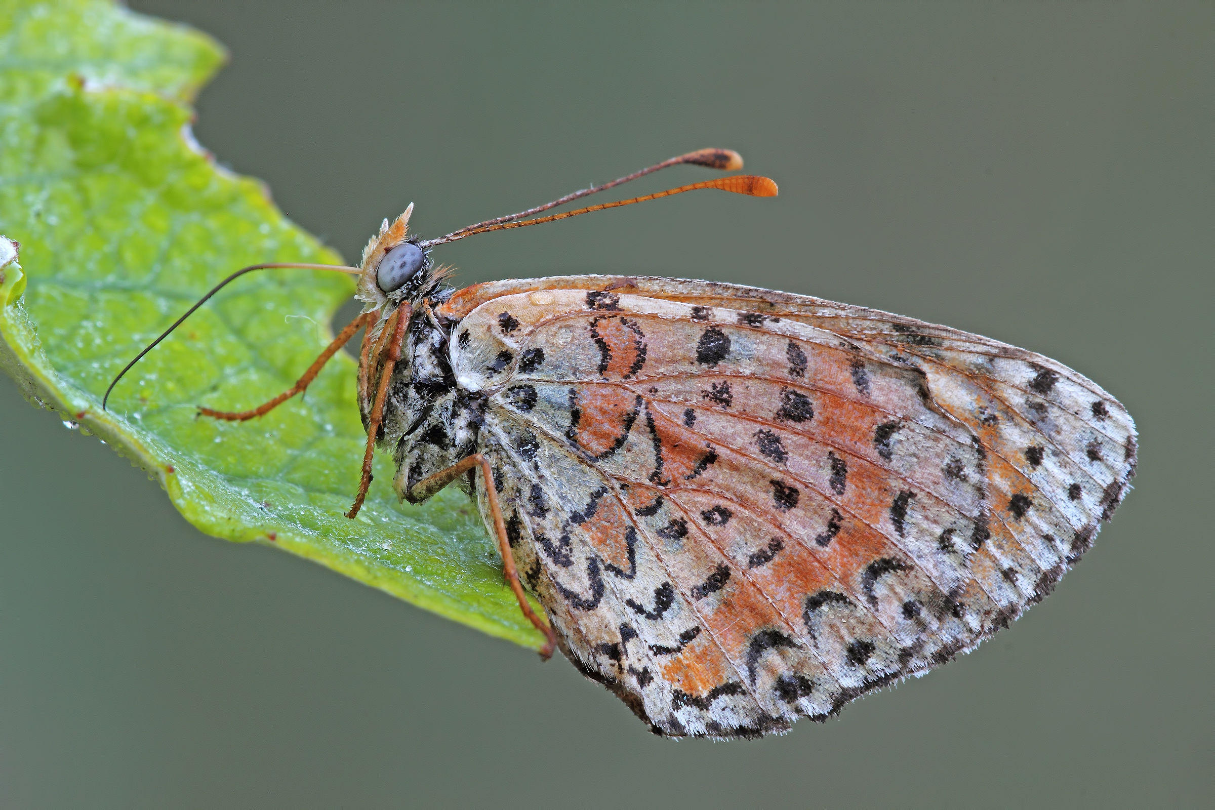 Un piccolo assaggio !