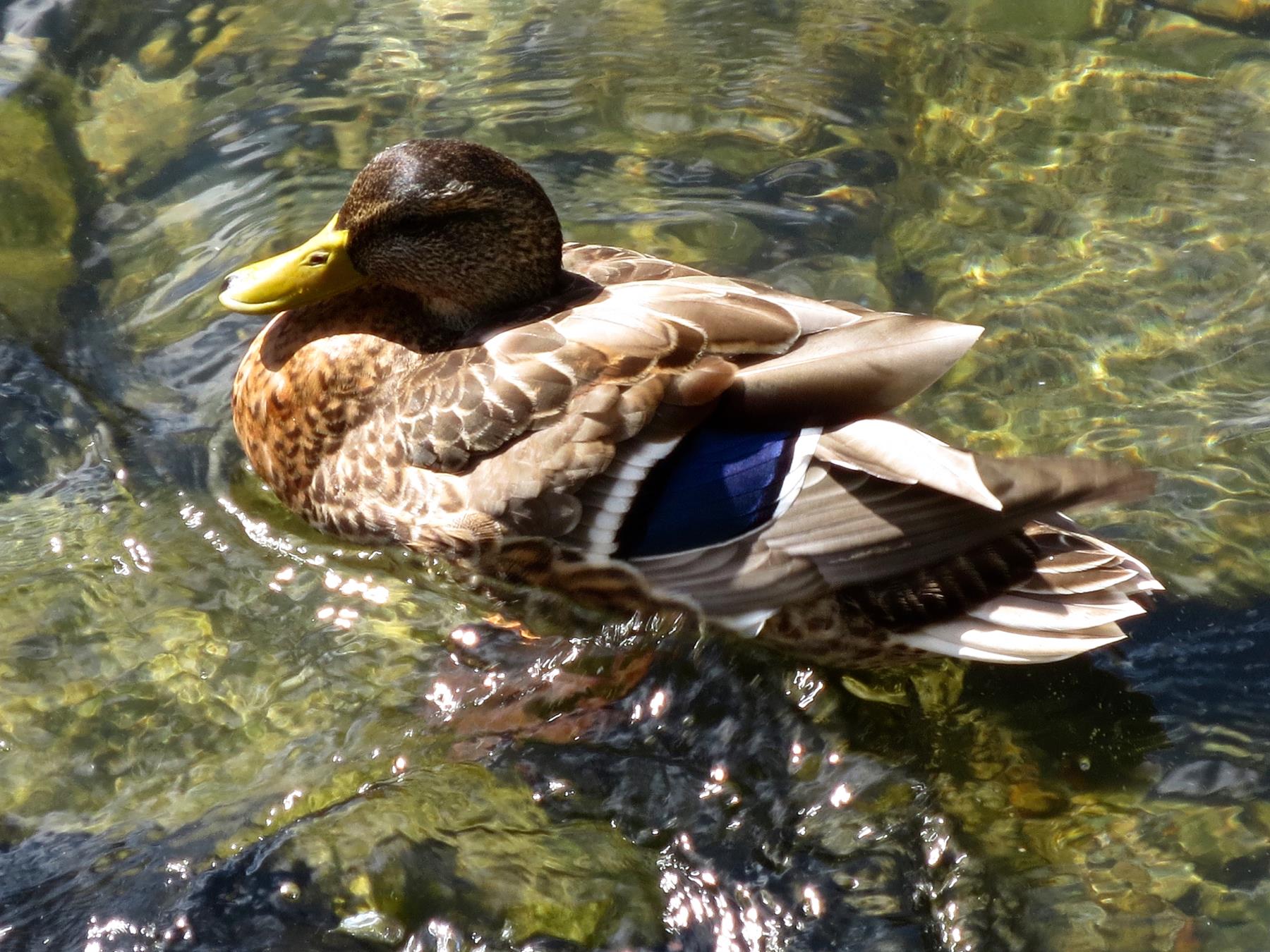 Mallard Female