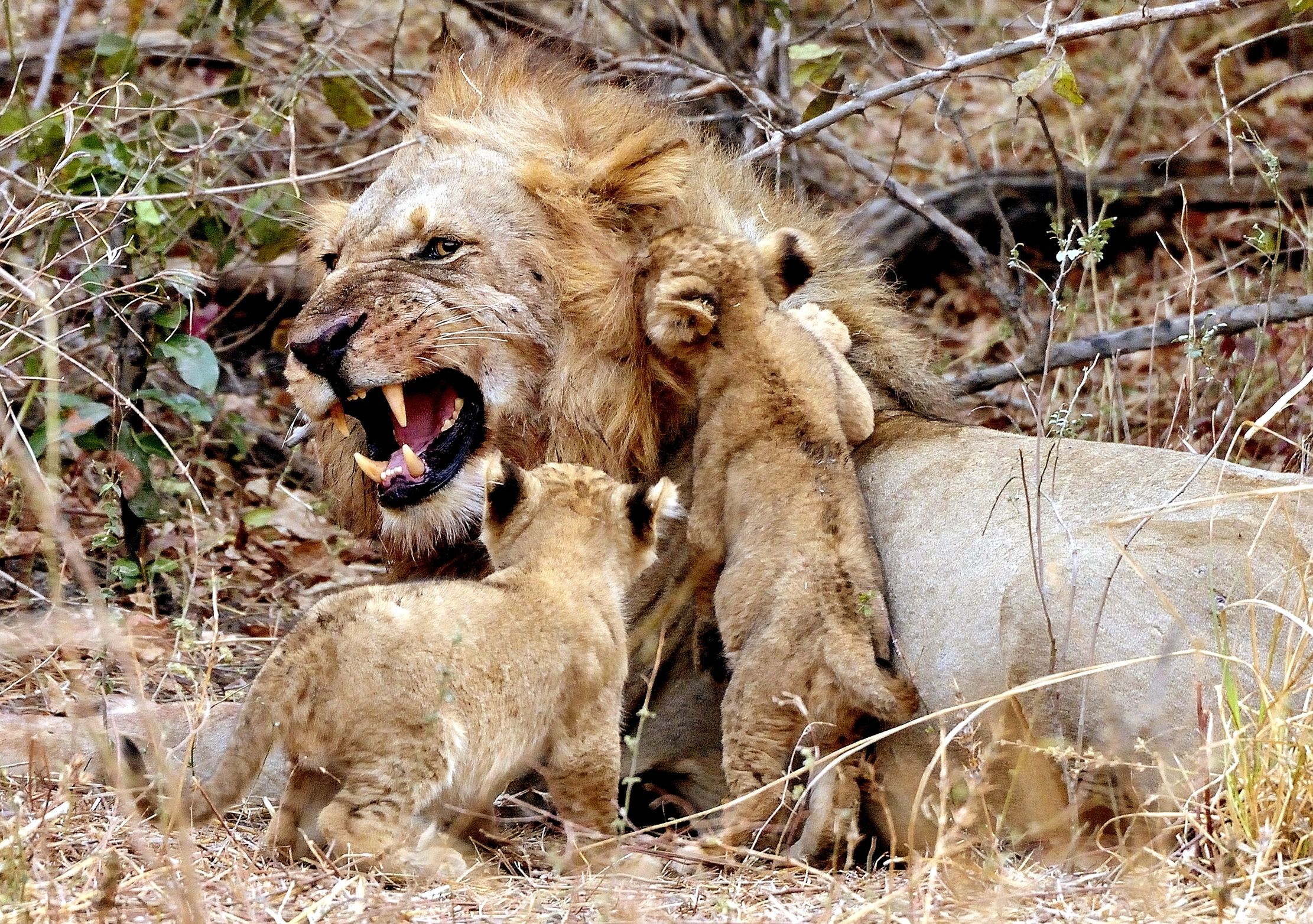 Zambia 2015 - Amore paterno