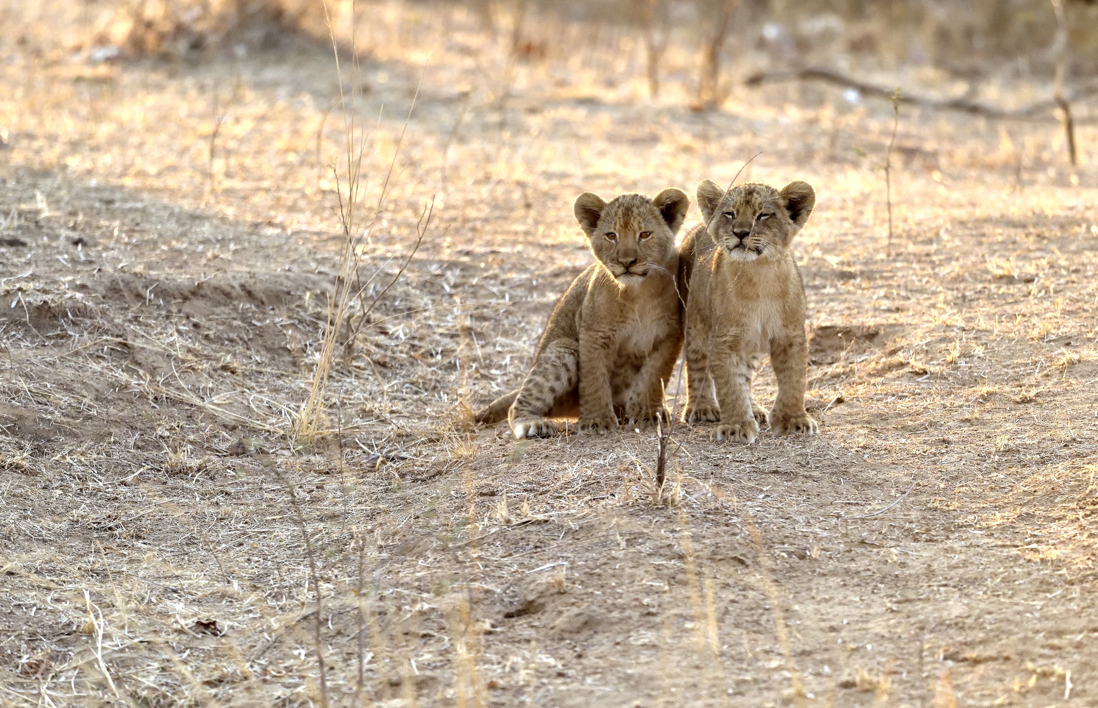 Zambia 2015 - Fratellini vicini, vicini