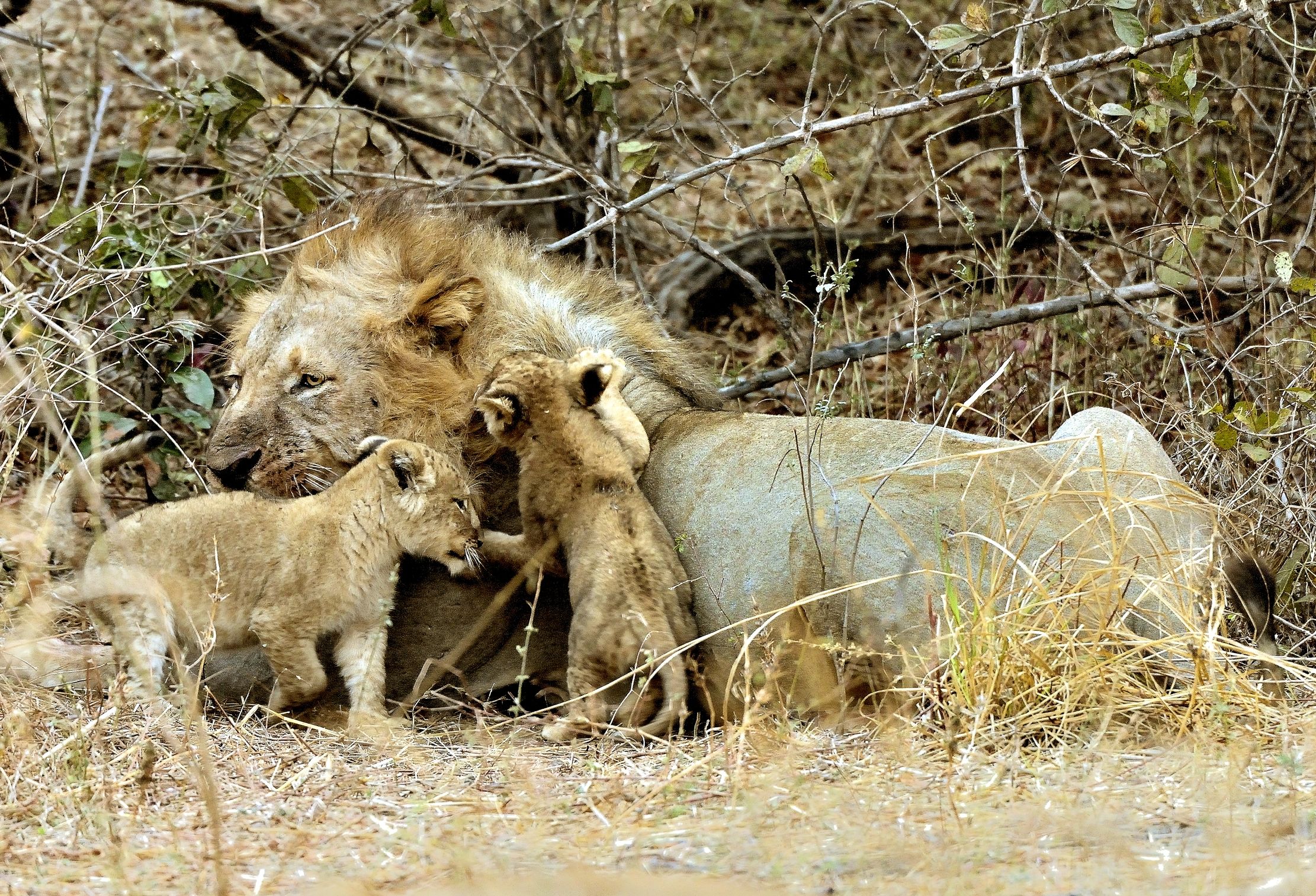 Zambia 2015 - Amore paterno