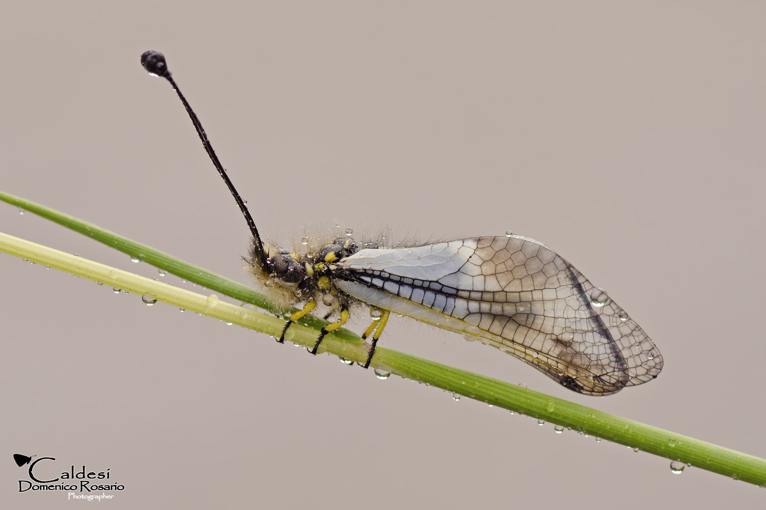 Libelloides coccajus (female)