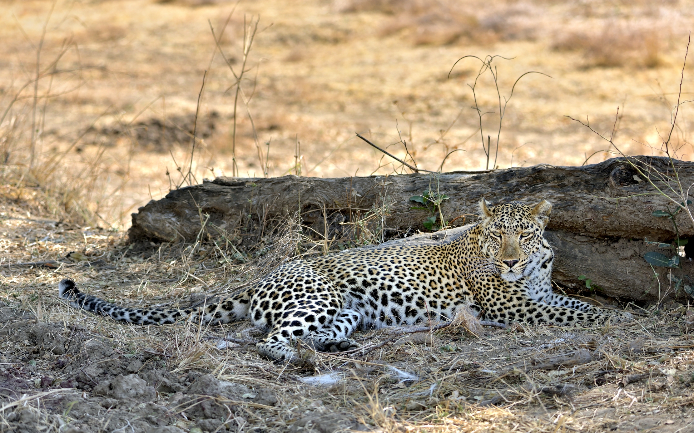 Zambia 2015 - Disteso