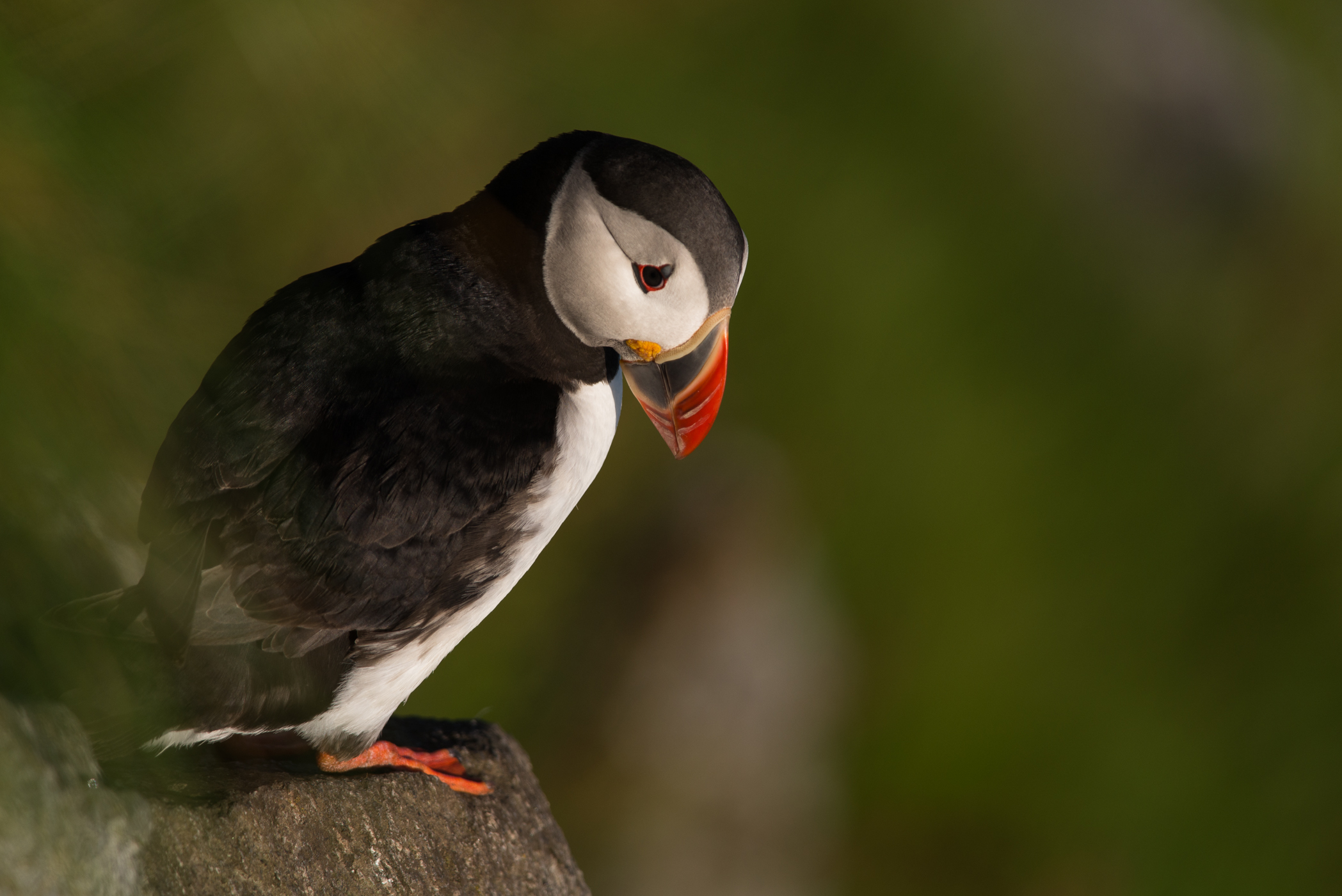 Puffin