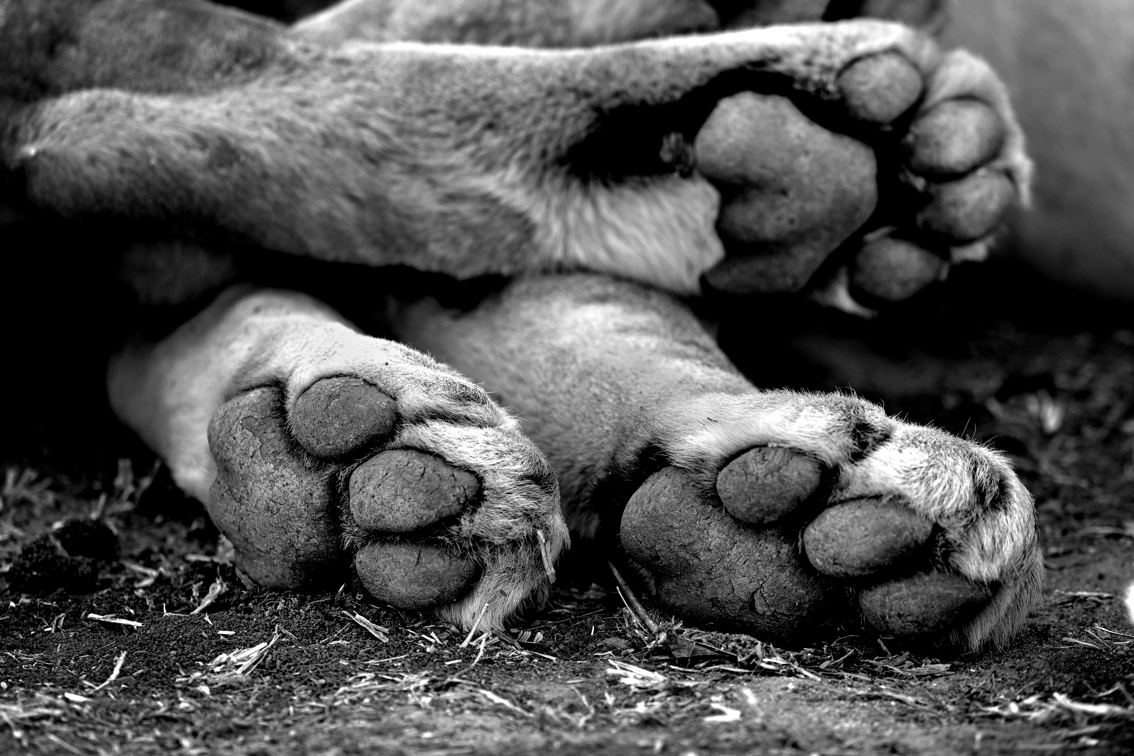 Zambia 2015 - Particolari