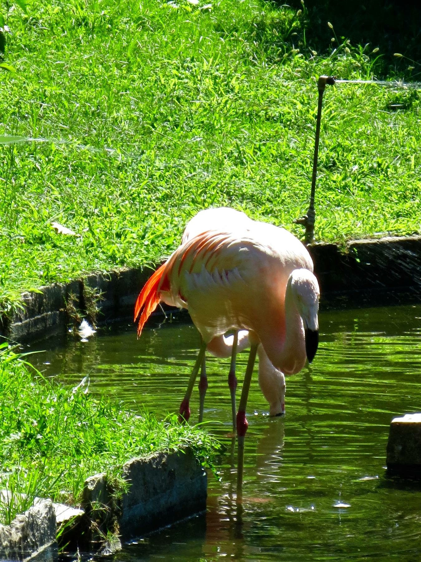 ........ Flamingo Park Villa Pallavicino