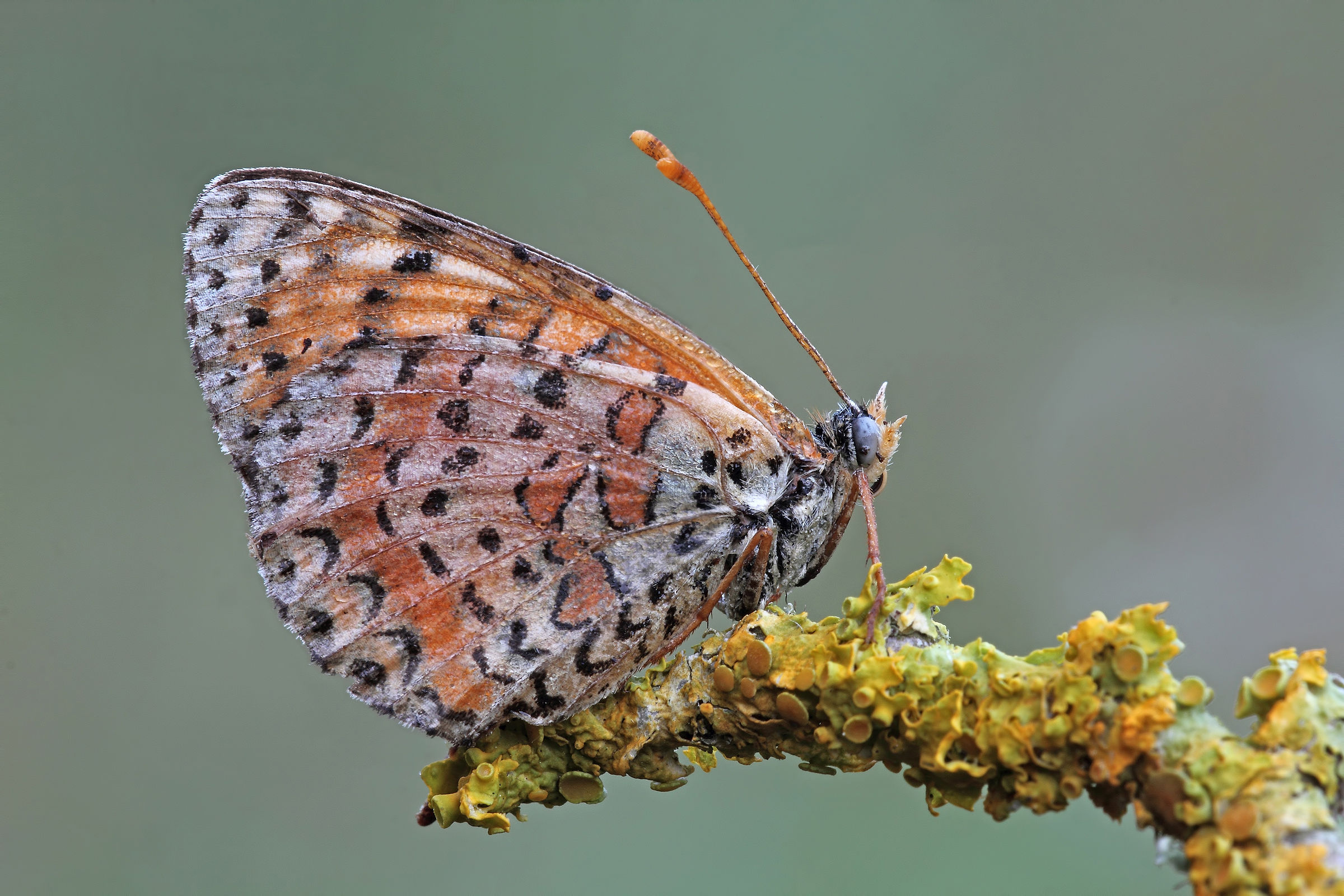 Appollaiata ad asciugarsi !